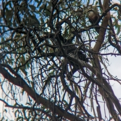 Pomatostomus temporalis temporalis (Grey-crowned Babbler) at Mumbil, NSW - 7 Apr 2023 by Darcy