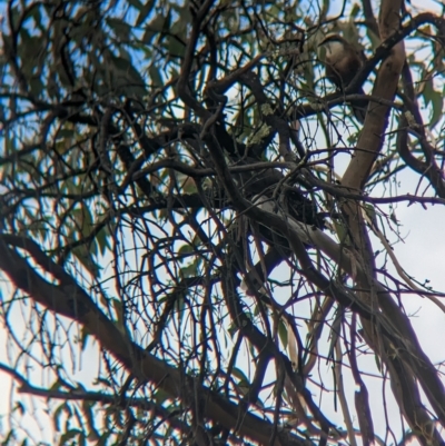 Pomatostomus temporalis (Grey-crowned Babbler) at Mumbil, NSW - 7 Apr 2023 by Darcy