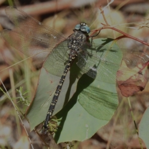 Austroaeschna multipunctata at Namadgi National Park - 11 Apr 2023 11:49 AM