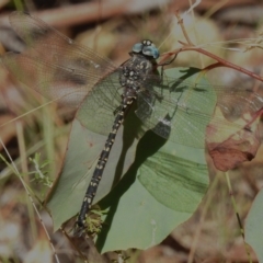 Unidentified Dragonfly (Anisoptera) at Cotter River, ACT - 11 Apr 2023 by JohnBundock