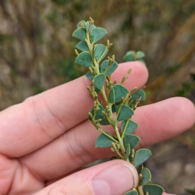 Acacia cultriformis (Knife Leaf Wattle) at Mumbil, NSW - 7 Apr 2023 by Darcy