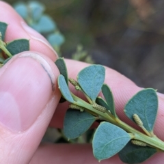 Acacia cultriformis at Mumbil, NSW - 7 Apr 2023