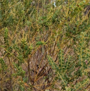 Acacia cultriformis at Mumbil, NSW - 7 Apr 2023 12:46 PM