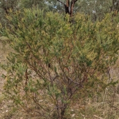 Acacia cultriformis at Mumbil, NSW - 7 Apr 2023