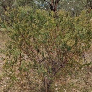 Acacia cultriformis at Mumbil, NSW - 7 Apr 2023 12:46 PM