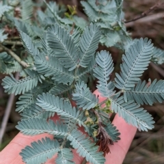 Acacia baileyana at Mumbil, NSW - 7 Apr 2023