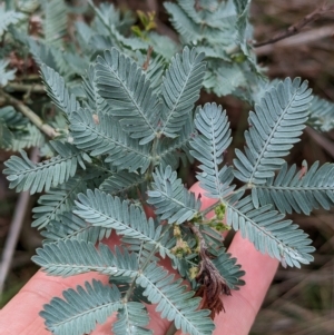 Acacia baileyana at Mumbil, NSW - 7 Apr 2023