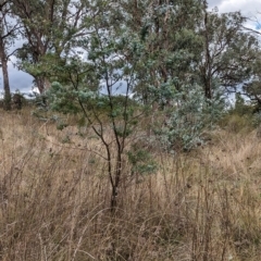 Acacia baileyana at Mumbil, NSW - 7 Apr 2023