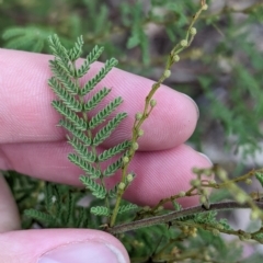 Acacia cardiophylla (Wyalong Wattle) at Mumbil, NSW - 7 Apr 2023 by Darcy