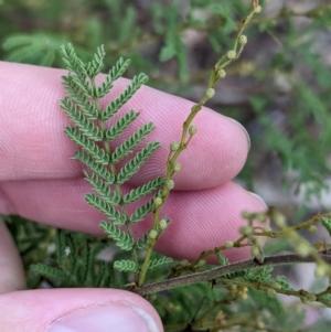 Acacia cardiophylla at Mumbil, NSW - 7 Apr 2023