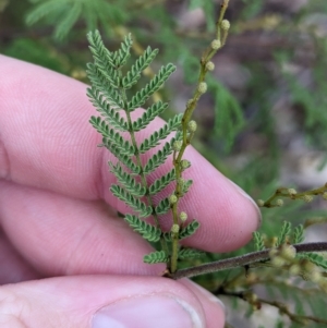 Acacia cardiophylla at Mumbil, NSW - 7 Apr 2023