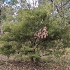 Acacia cardiophylla at Mumbil, NSW - 7 Apr 2023