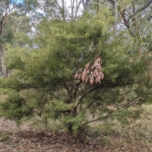 Acacia cardiophylla at Mumbil, NSW - 7 Apr 2023