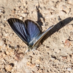 Zizina otis (Common Grass-Blue) at Namadgi National Park - 31 Mar 2023 by SWishart