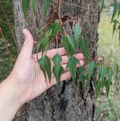 Brachychiton populneus subsp. populneus (Kurrajong) at Mumbil, NSW - 7 Apr 2023 by Darcy