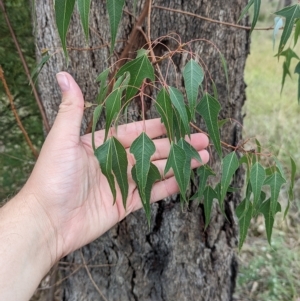 Brachychiton populneus subsp. populneus (Kurrajong) at Mumbil, NSW by Darcy