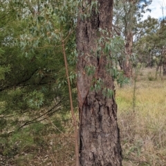 Brachychiton populneus subsp. populneus at Mumbil, NSW - 7 Apr 2023