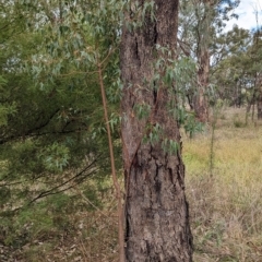 Brachychiton populneus subsp. populneus at Mumbil, NSW - 7 Apr 2023 12:50 PM