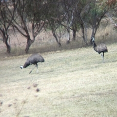 Dromaius novaehollandiae (Emu) at Mumbil, NSW - 7 Apr 2023 by Darcy