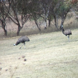 Dromaius novaehollandiae (Emu) at Mumbil, NSW by Darcy