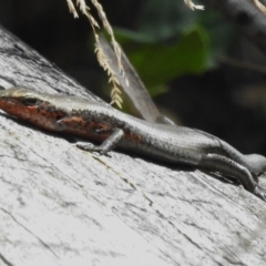 Pseudemoia entrecasteauxii (Woodland Tussock-skink) at Namadgi National Park - 11 Apr 2023 by JohnBundock