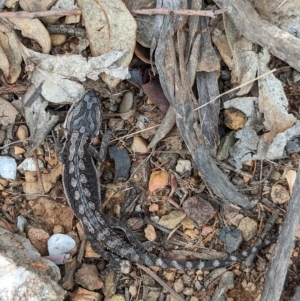 Pogona barbata at Mumbil, NSW - suppressed