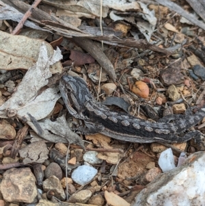 Pogona barbata at Mumbil, NSW - 7 Apr 2023