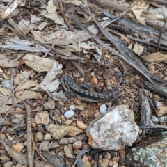 Pogona barbata at Mumbil, NSW - 7 Apr 2023