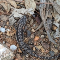 Pogona barbata at Mumbil, NSW - suppressed