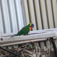 Trichoglossus moluccanus (Rainbow Lorikeet) at Wellington, NSW - 8 Apr 2023 by Darcy