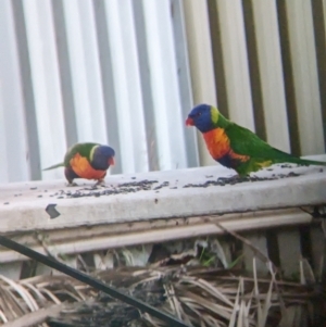 Trichoglossus moluccanus at Wellington, NSW - suppressed