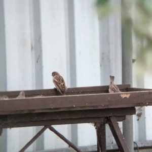 Passer domesticus at Wellington, NSW - suppressed