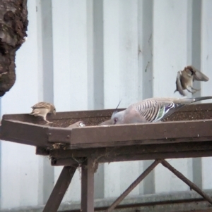 Passer domesticus at Wellington, NSW - suppressed