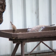 Ocyphaps lophotes (Crested Pigeon) at Wellington, NSW - 7 Apr 2023 by Darcy