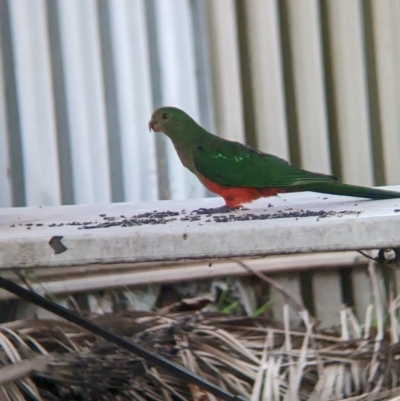 Alisterus scapularis (Australian King-Parrot) at Wellington, NSW - 8 Apr 2023 by Darcy