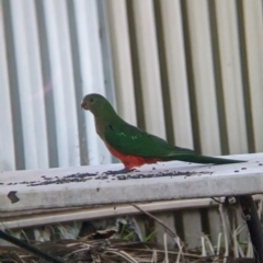 Alisterus scapularis at Wellington, NSW - suppressed