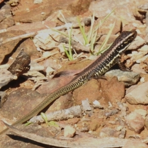 Eulamprus heatwolei at Cotter River, ACT - 11 Apr 2023