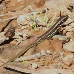 Eulamprus heatwolei (Yellow-bellied Water Skink) at Cotter River, ACT - 11 Apr 2023 by JohnBundock