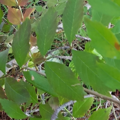 Fraxinus angustifolia (Desert Ash) at Campbell, ACT - 28 Mar 2023 by HappyWanderer