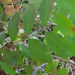 Fraxinus angustifolia (Desert Ash) at Mount Pleasant - 27 Mar 2023 by HappyWanderer