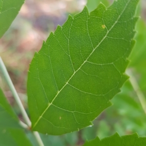 Fraxinus angustifolia at Campbell, ACT - 28 Mar 2023