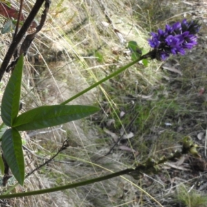 Cullen microcephalum at Cotter River, ACT - 11 Apr 2023