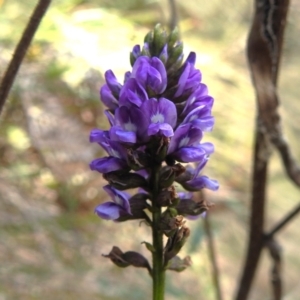 Cullen microcephalum at Cotter River, ACT - 11 Apr 2023