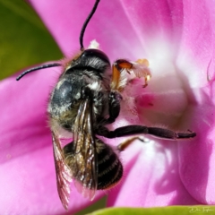 Megachile (Eutricharaea) maculariformis (Gold-tipped leafcutter bee) at Page, ACT - 11 Apr 2023 by DonTaylor