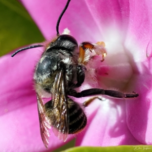 Megachile (Eutricharaea) maculariformis at Page, ACT - 11 Apr 2023