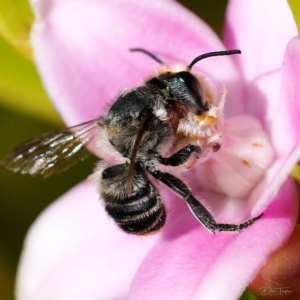 Megachile (Eutricharaea) maculariformis at Page, ACT - 11 Apr 2023