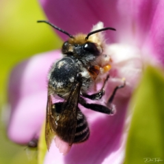 Megachile (Eutricharaea) maculariformis at Page, ACT - 11 Apr 2023