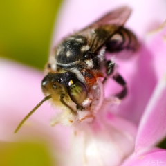 Megachile (Eutricharaea) maculariformis at Page, ACT - 11 Apr 2023