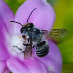 Megachile (Eutricharaea) maculariformis at Page, ACT - 11 Apr 2023