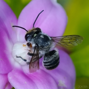 Megachile (Eutricharaea) maculariformis at Page, ACT - 11 Apr 2023